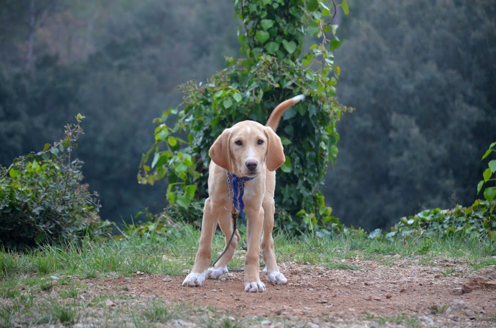 Hunde ohne Heimat e.V Förderprogramme Haus des Stiftens