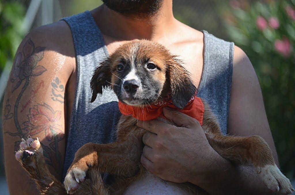 Hunde ohne Heimat e.V Förderprogramme Haus des Stiftens