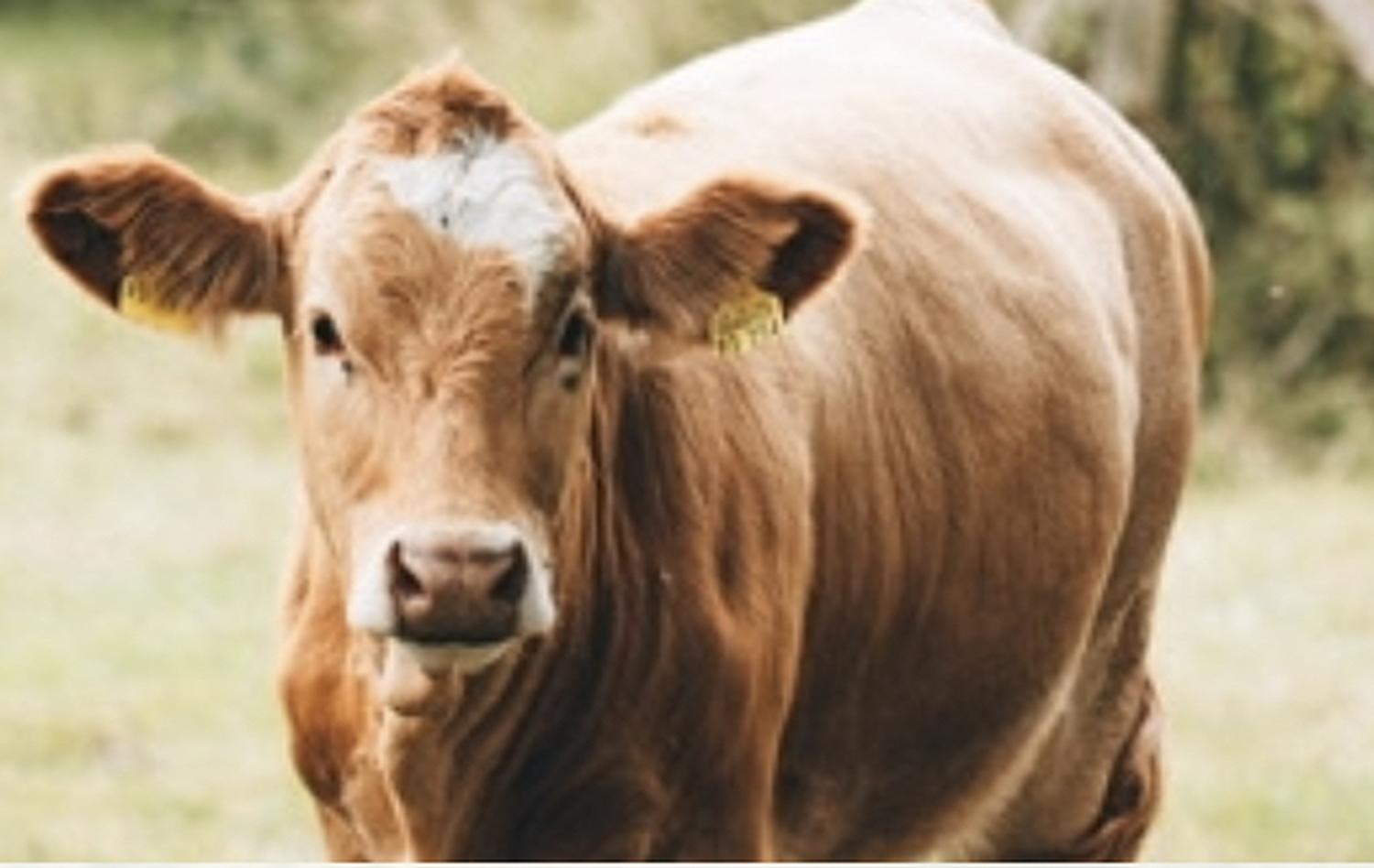 Landwirtschaft mit Tier- und Umweltschutz - Förderprogramme | Haus des