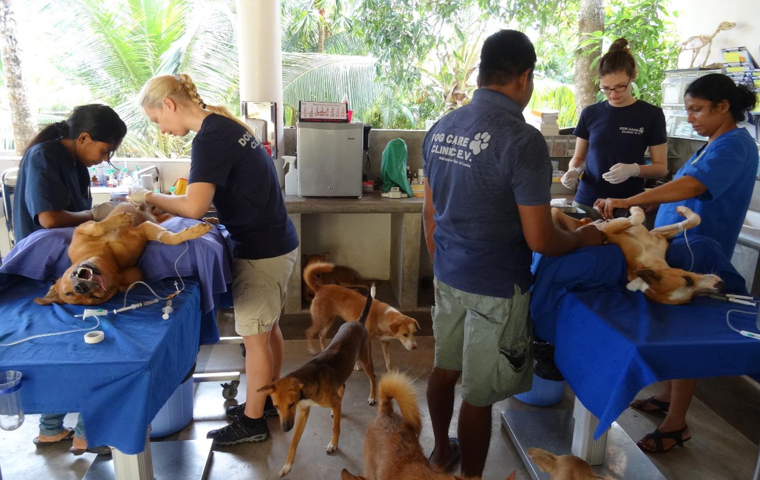 Dog Care Clinic e.V. Förderprogramme Haus des Stiftens