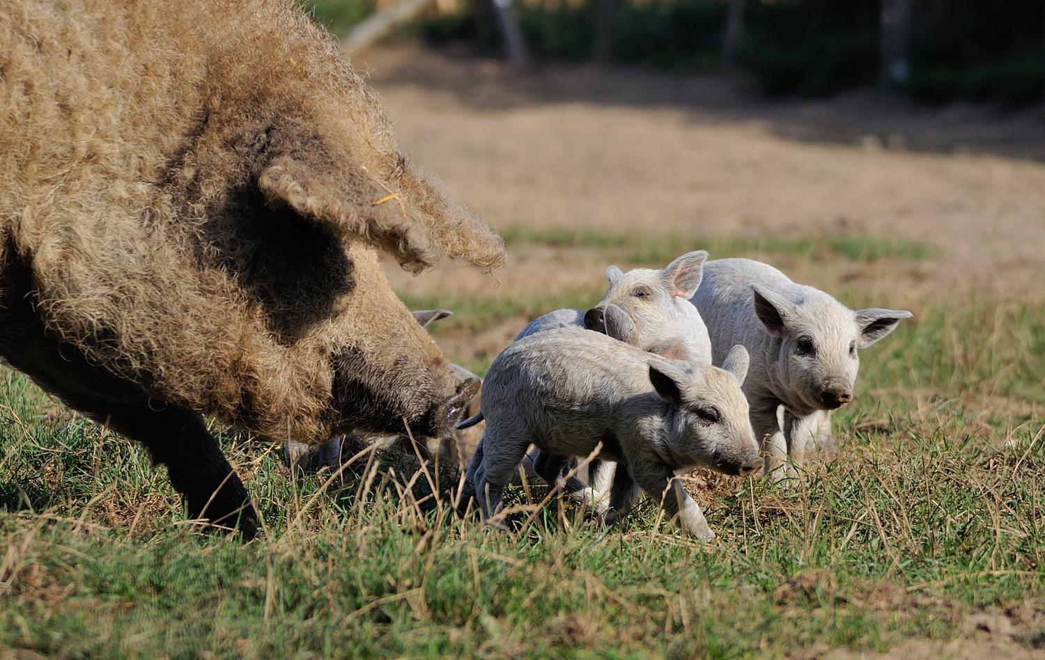 Gesellschaft zur Erhaltung alter und gefährdeter Haustierrassen