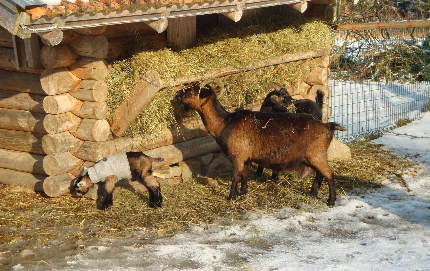 Verstellbarer Melkstand Aus Aluminium Für Schafe & Ziegen - Praktischer Trimmständer Für Tierpflege